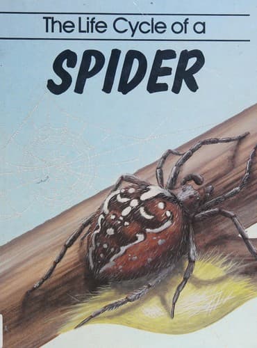 Cover of The life cycle of a spider by Jill Bailey