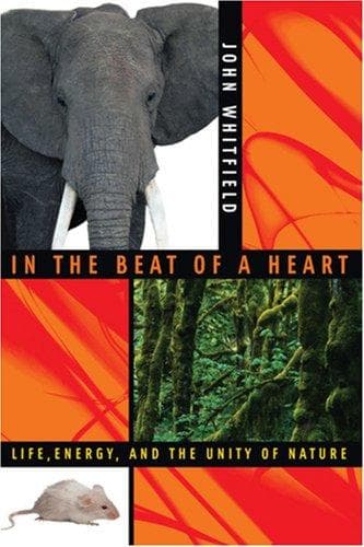 Cover of In the Beat of a Heart by Whitfield, John