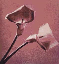 Cover of Pistils by Robert Mapplethorpe