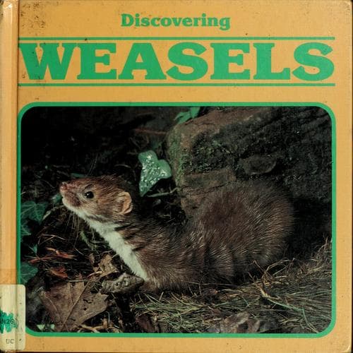 Cover of Discovering weasels by Miranda MacQuitty