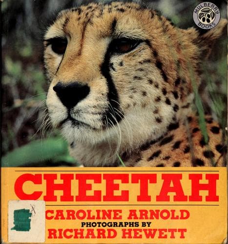 Cover of Cheetah by Caroline Arnold