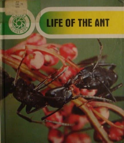 Cover of Life of the ant by Jun Nanao