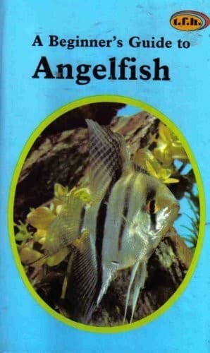 Cover of A beginner's guide to angelfish by Gene Wolfsheimer