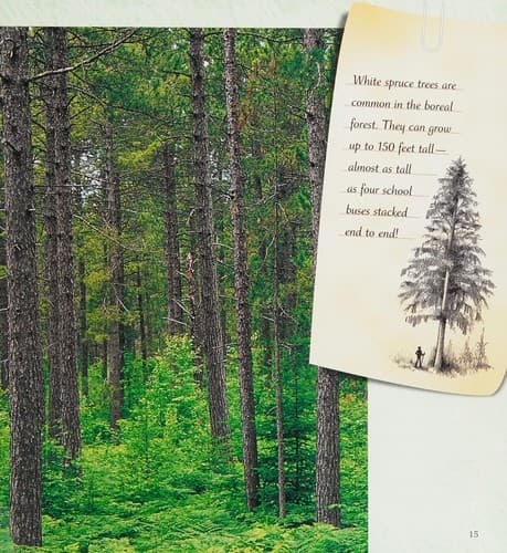 Cover of A walk in the boreal forest by Rebecca L. Johnson