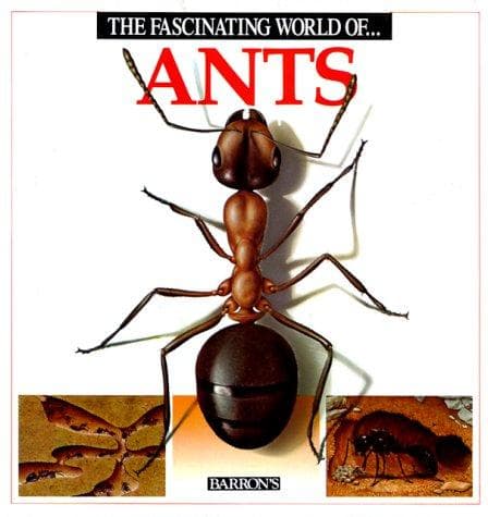 Cover of The fascinating world of-- ants by Angels Julivert